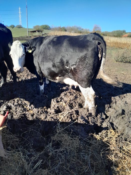 Junică la prima fătare