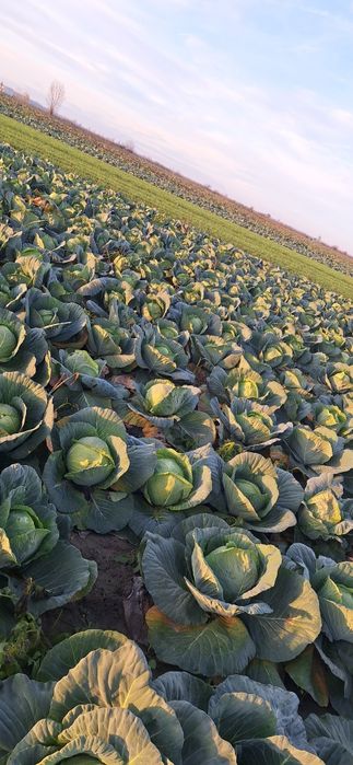 Varza escazu,coronet,lagrima și kilaherb