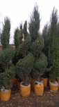 Dekaratevni daraxtlar gular
