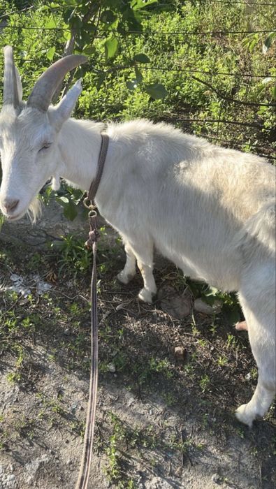 Дойная коза, Зааненская породистая
