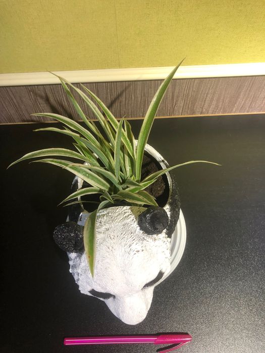 Хлорофитум в ретрогоршочке