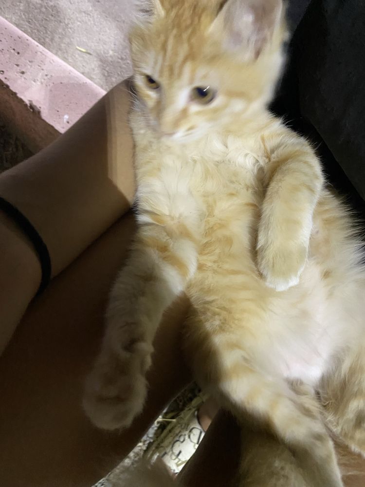 Котенок мальчик в добрые руки