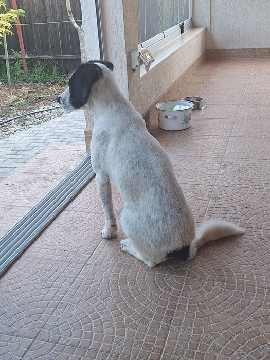 Donez cățelușă de talie medie