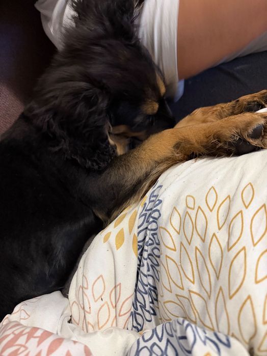 СПЕШНО!!! Подарявам женско кученце на 3 месеца