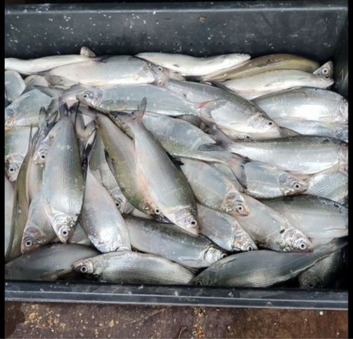 Рыба замороженая свежая с севера оптом