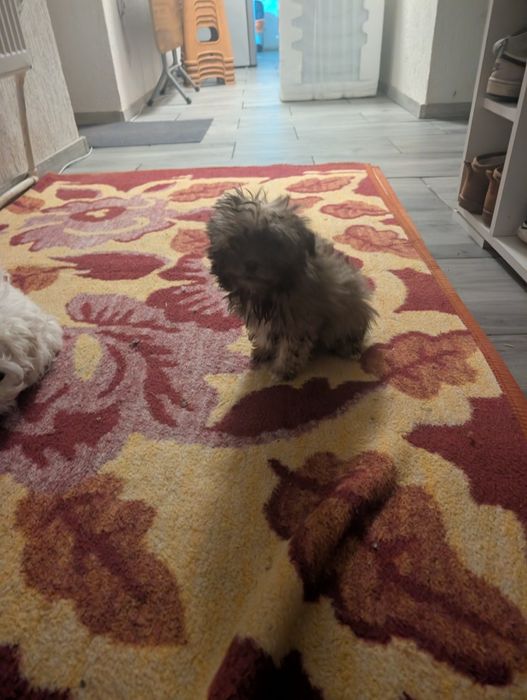 Donez căței bichon cu părinți cu tot