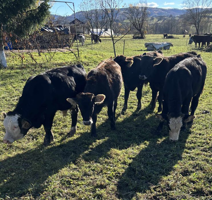 Vand Taurasi 6/7 luni