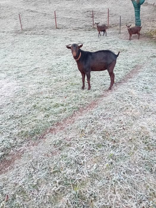 Țap murciano granaida