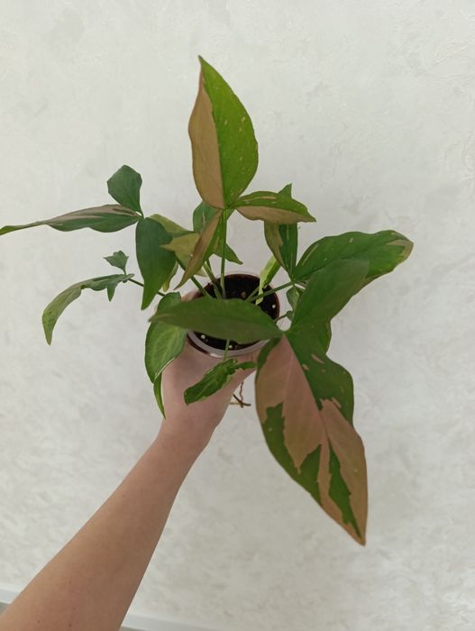 Продаются сингониумы