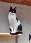 Motan Arogantul adoptie