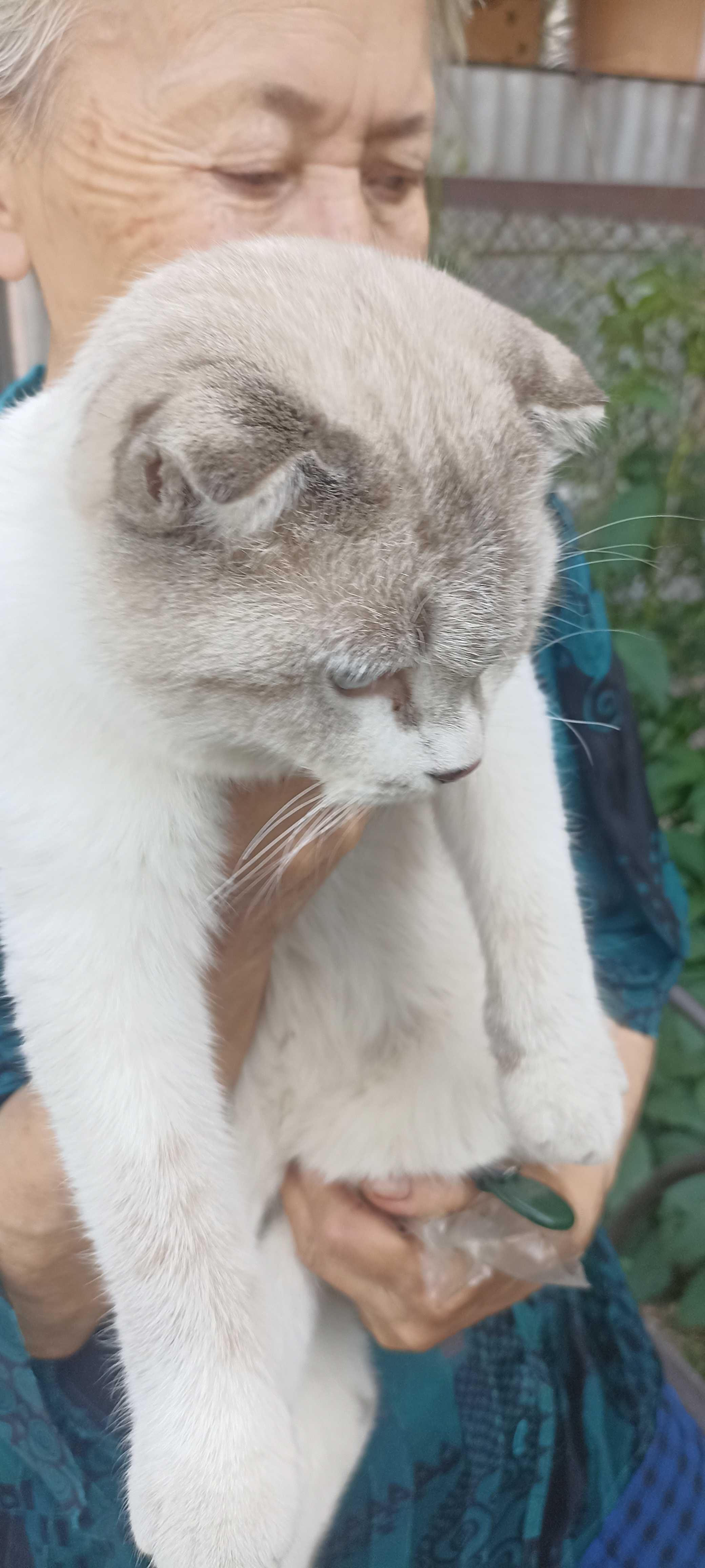Найдены две кошки