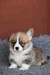 Masculi Welsh Corgi Pembroke