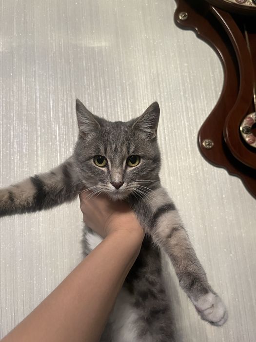 Ищем хорошего хозяина для котенка