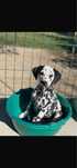 Pui de dalmatian