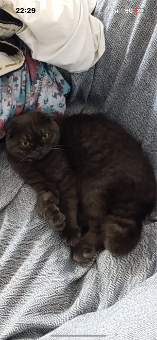 Отдам кошку бесплатно