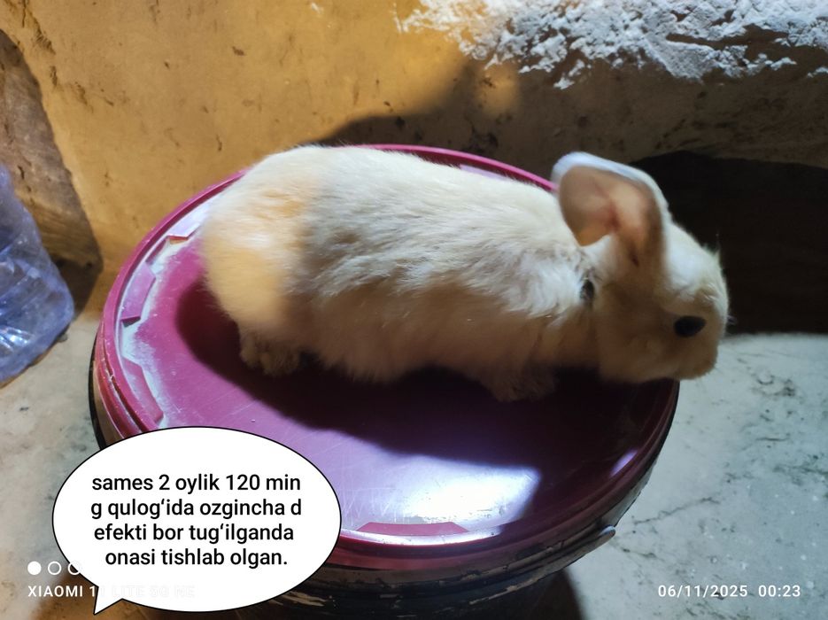 Gibrid quyonlar sotiladi 2 oylik