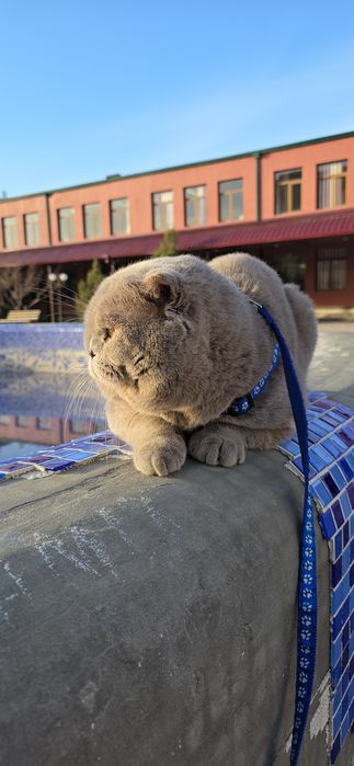 Вязка привазной лиловый цвет шотландский фолд ТЕДДИ