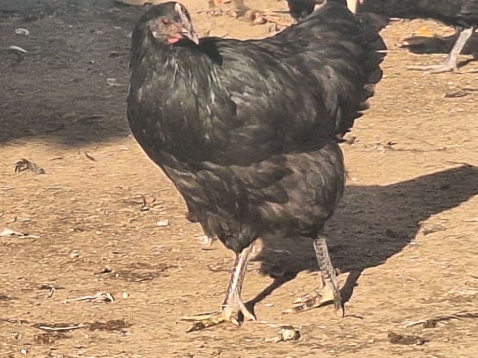 Продам куры джерсийский гигант