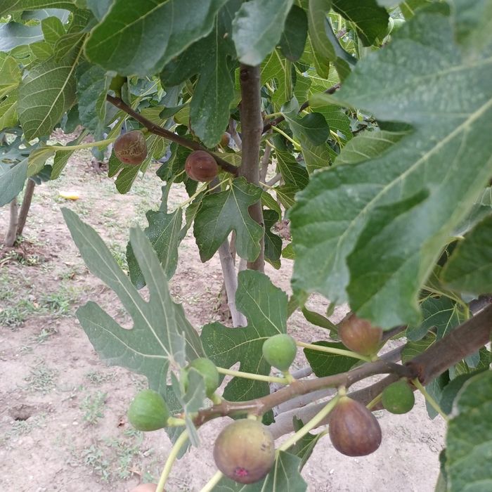 Vand dulceata de smochine