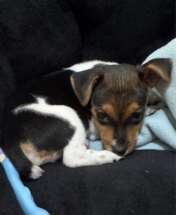 Малък Джак Ръсел териер