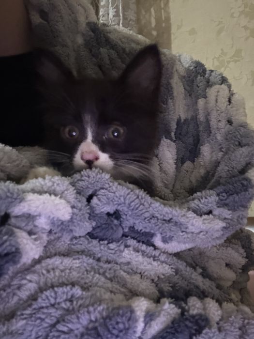 котенок в добрые руки