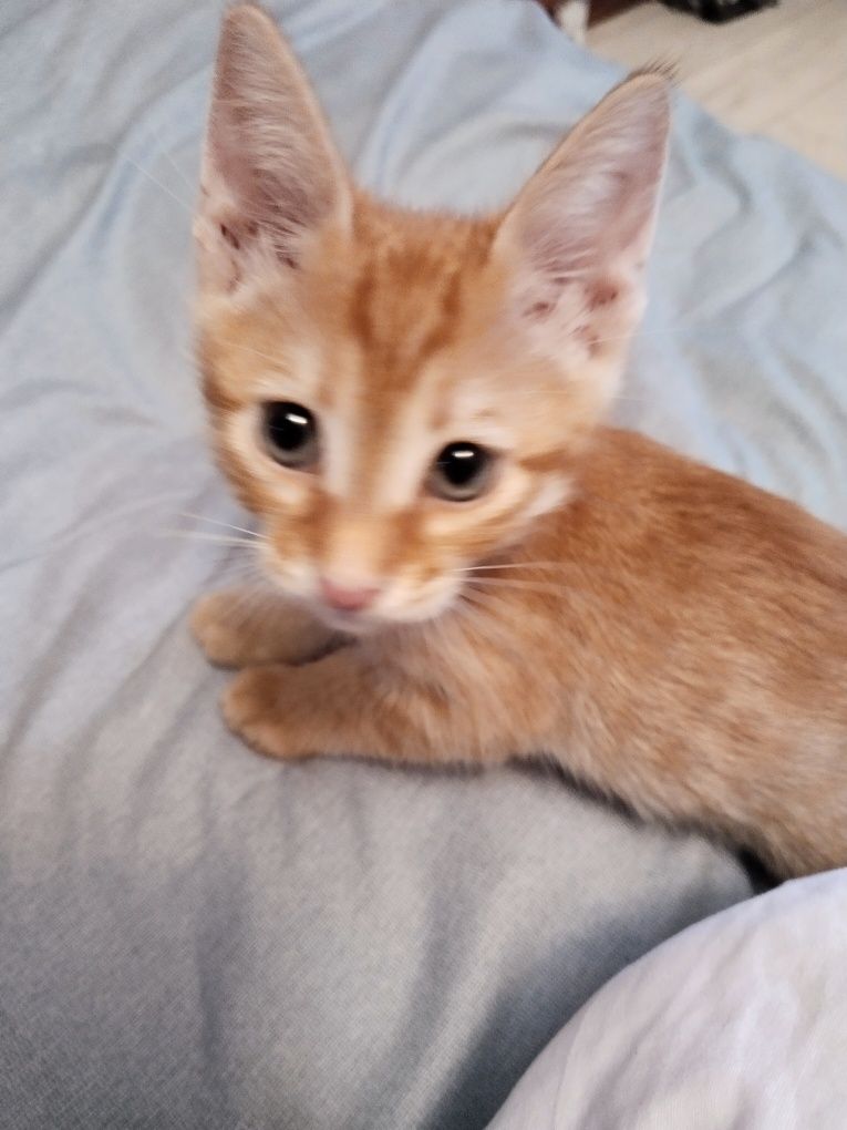Котёнок Аравийского Мау