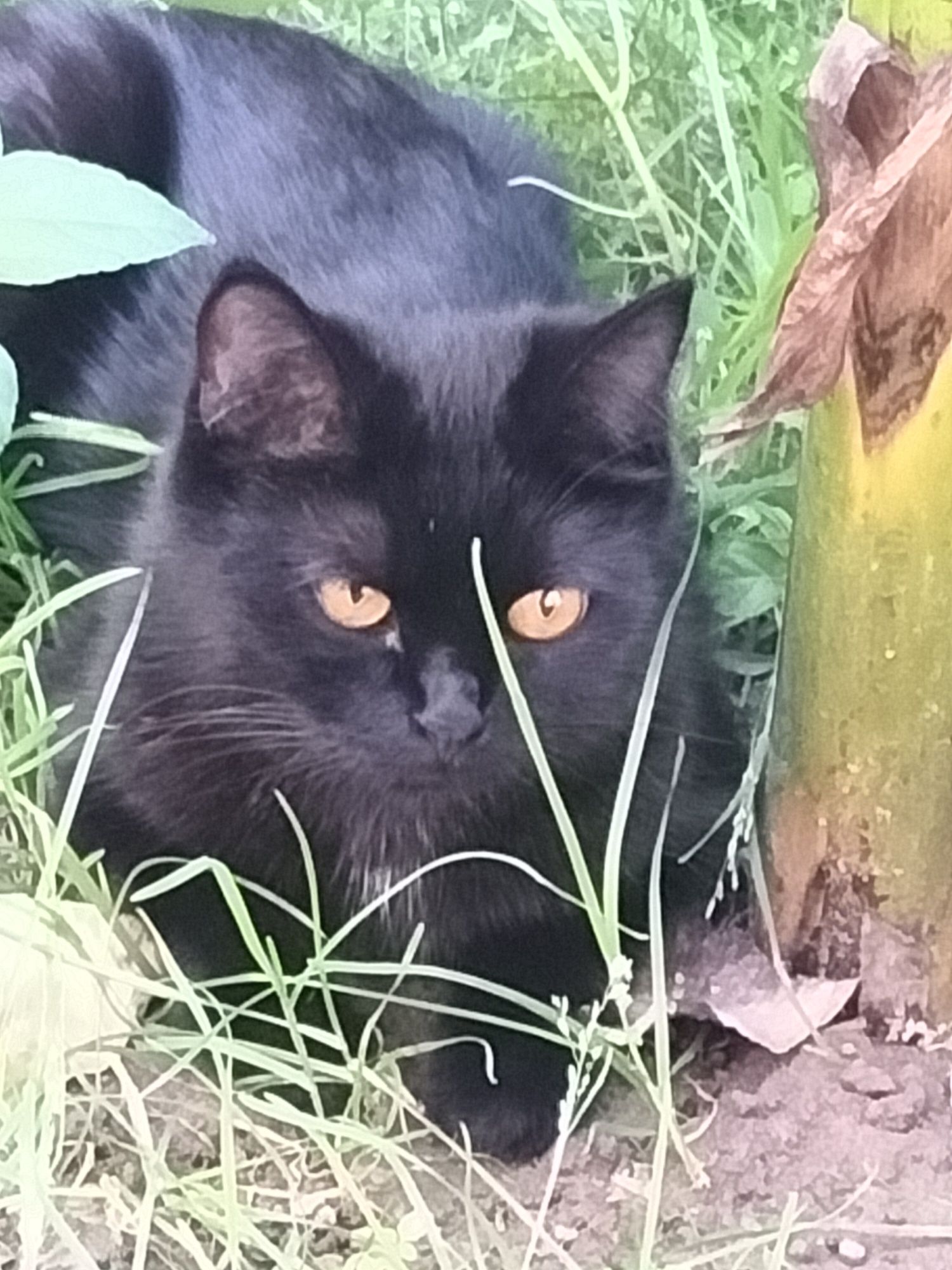 Котята отдаются в добрые руки