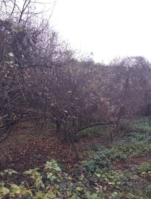 Продава парцел в с.Пиперево общ.Дупница