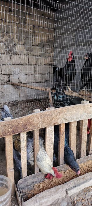 Yosh 9 oylik Uy xo'rozlari, xalol bo'rdoqiga boqilgan.