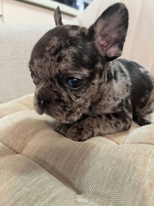 Bulldog francez merle baiat