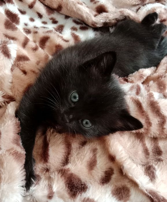 Котёнок в добрые руки. Девочка