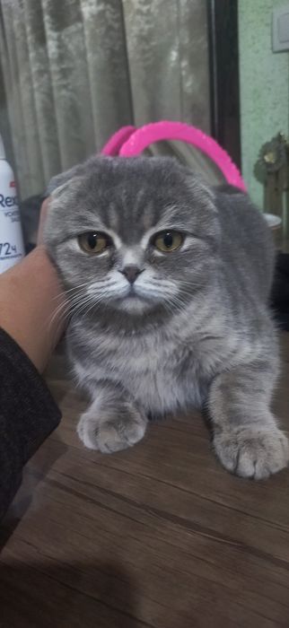 Scotich fold muwugi sotiladi