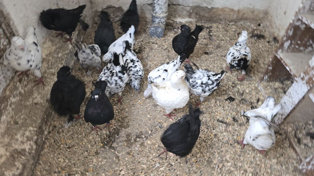 Porumbei diferite rase