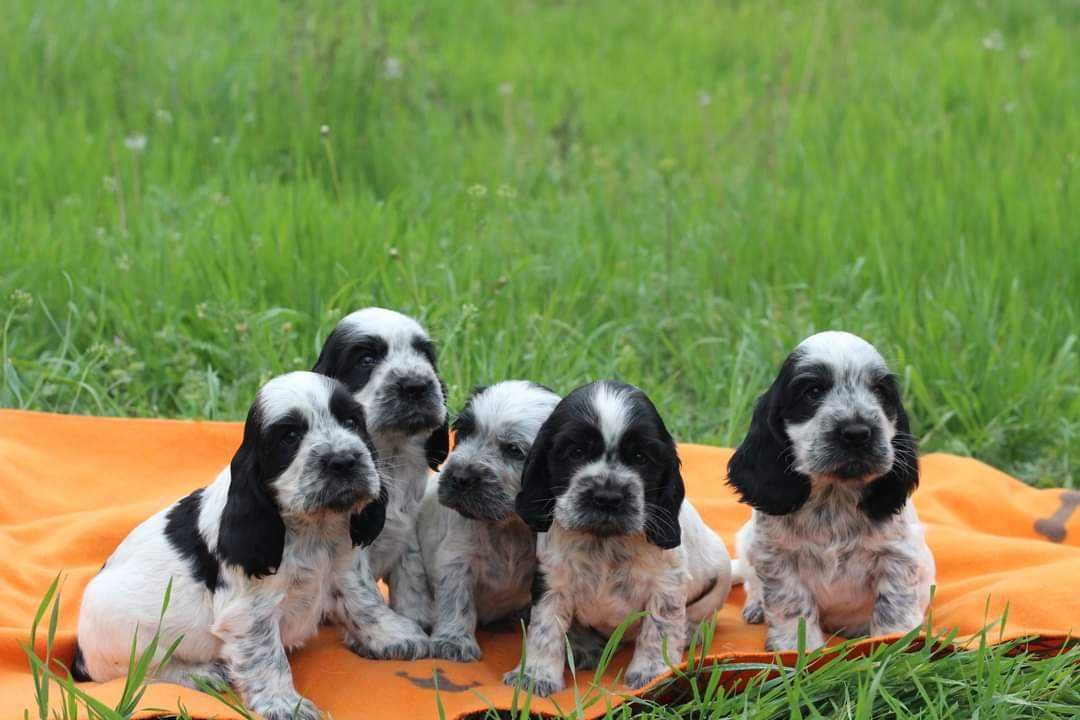 English Cocker spaniel