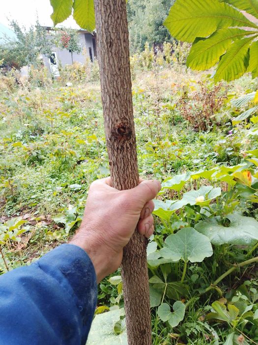 Kashtan daraxti ko'chatlari sotiladi