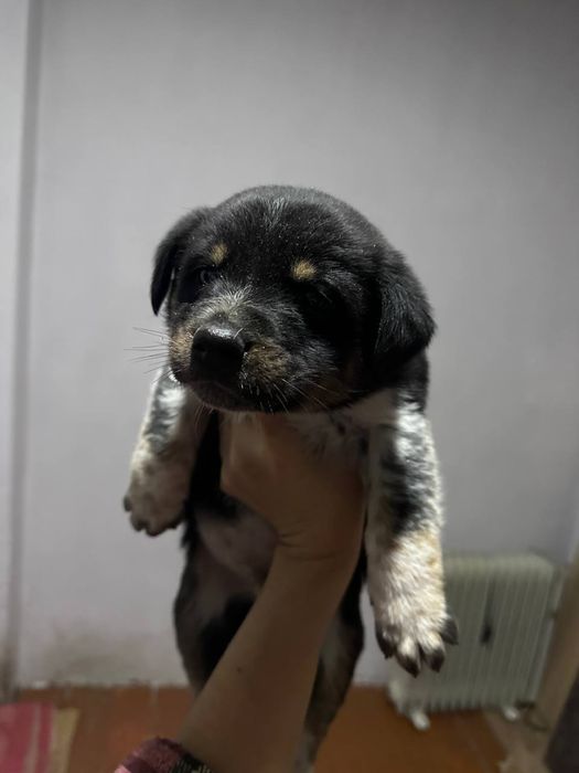 В хорошие руки отдаем щенят БЕСПЛАТНО