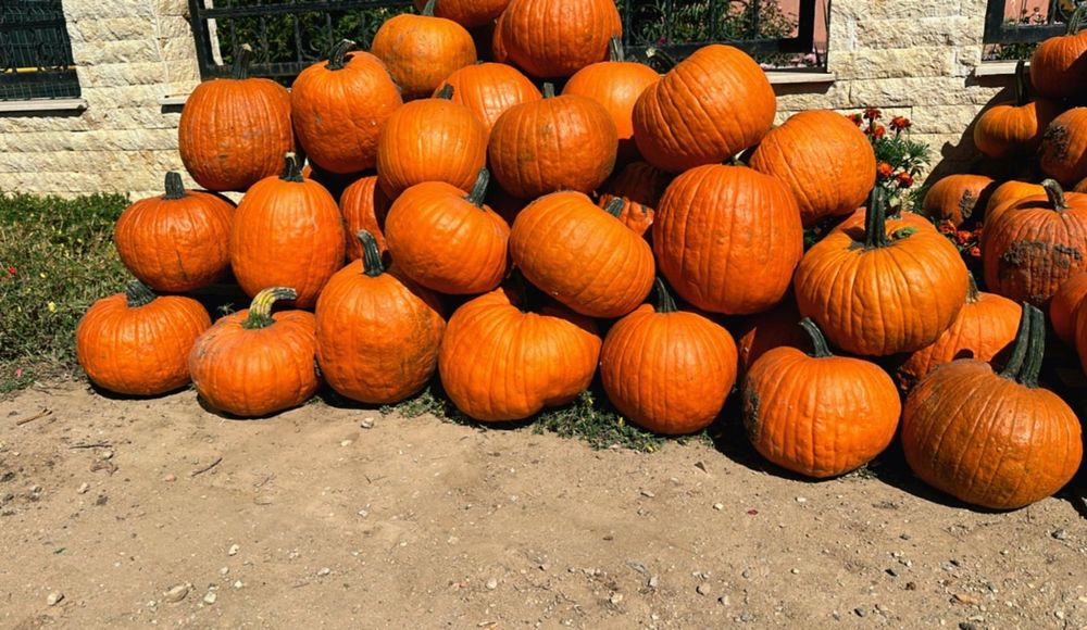 Dovleci decorativi și tărtăcuțe pentru aranjamente de toamnă