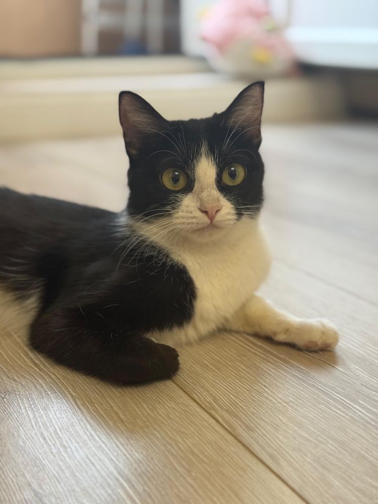 Кошка и котята — от сердца в сердце!