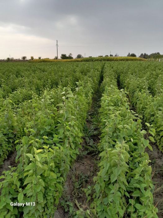 Tut, gilos,o'rik,shaftoli nihollari sotiladi