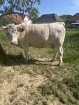 Vaca de vanzare.