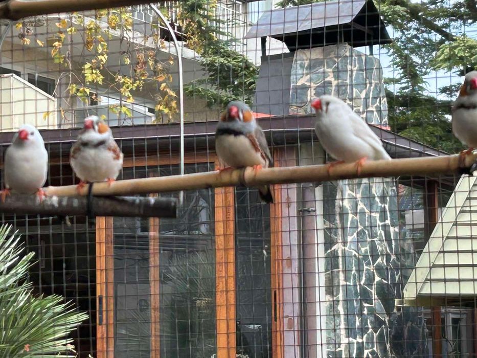 Продавам зеброви амадини