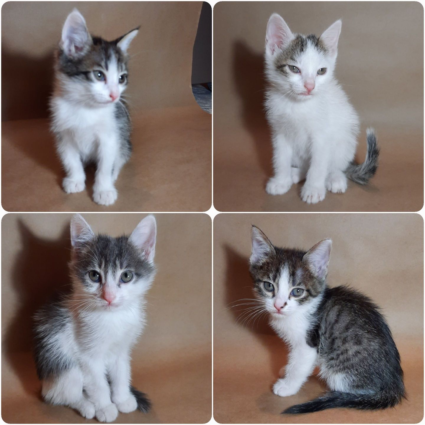 Котята в хорошие руки