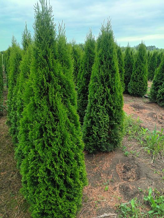 Vând tuia thuja smaragd diferite dimensiuni