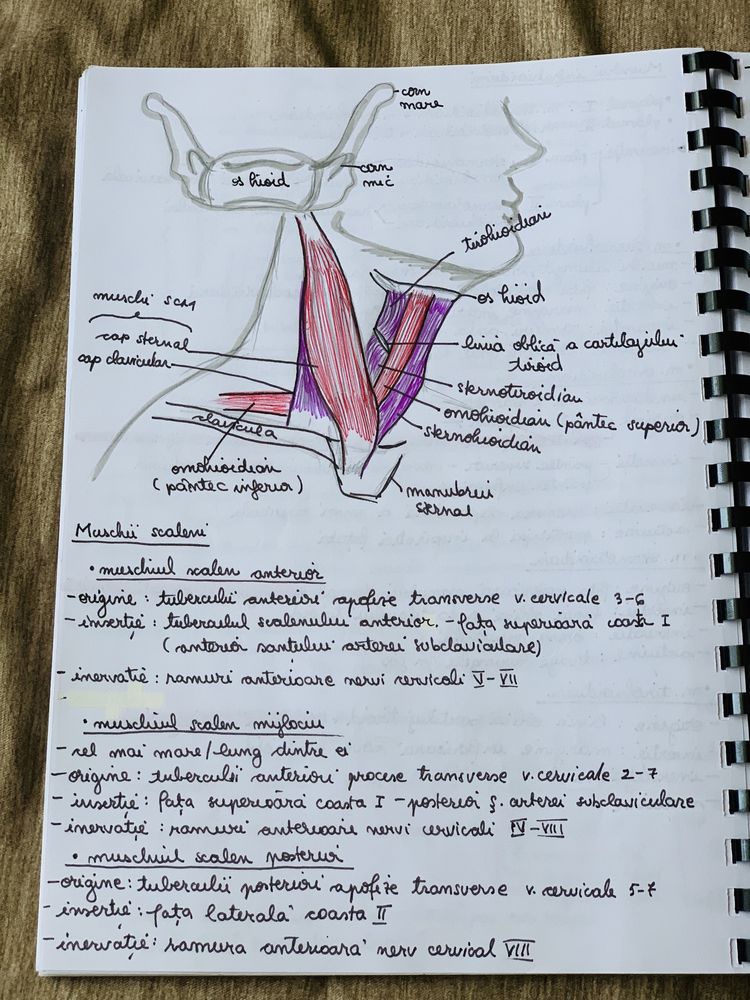 Caiet notite anatomie an 1 semestrul II