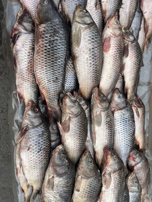 Продам рыбу сазан