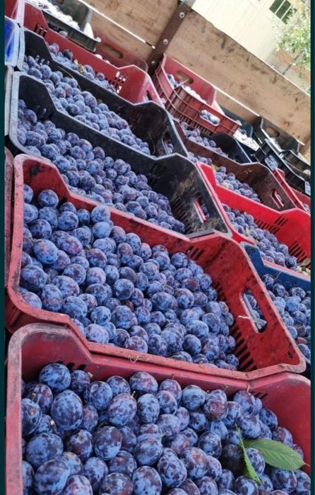 Vand prune pentru tuica