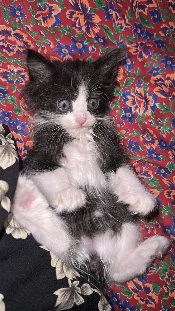 Котенок хороший добрый мальчик отдаю  хорошие руки