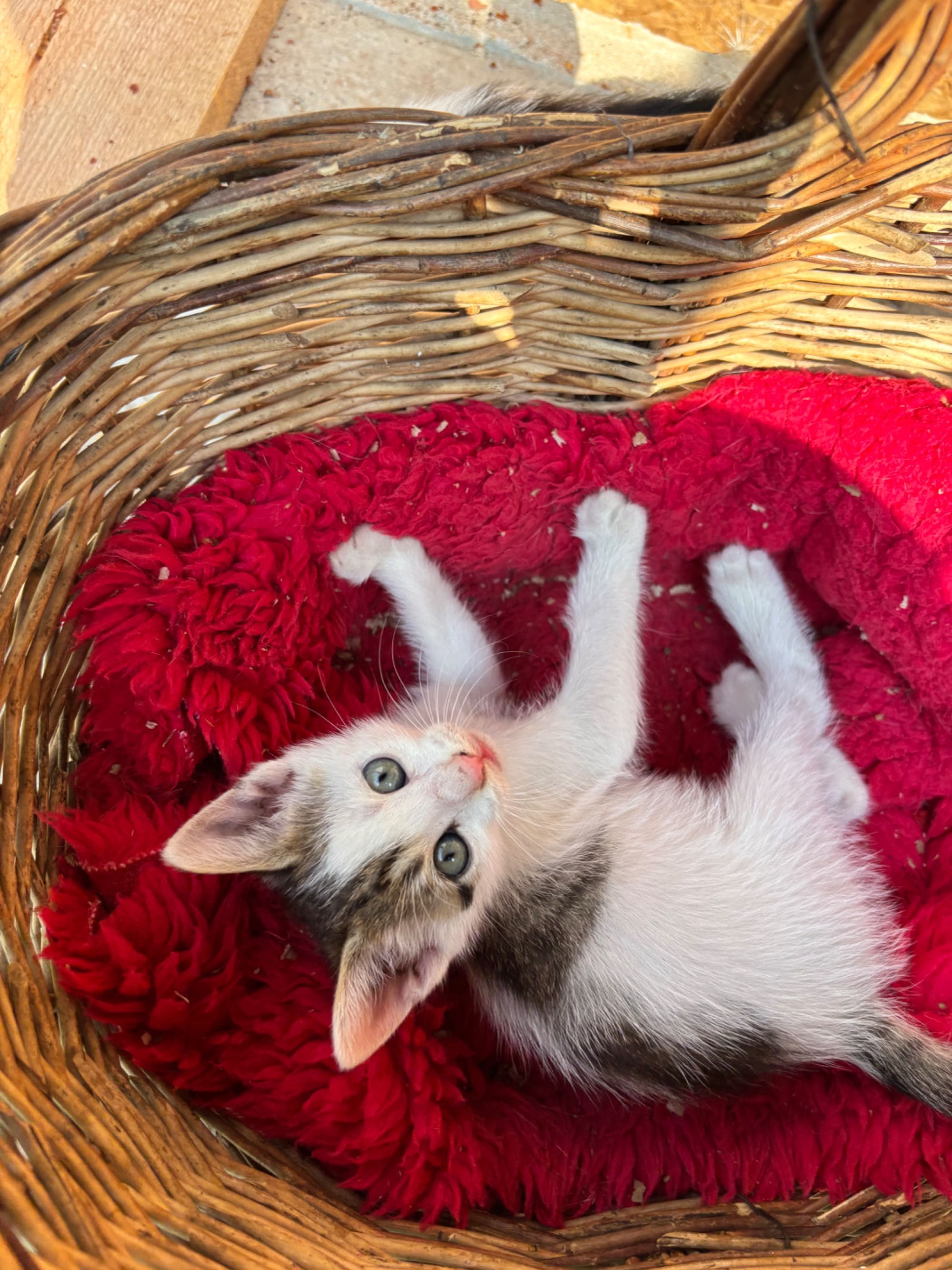 Котенца   безплатно в добри ръце