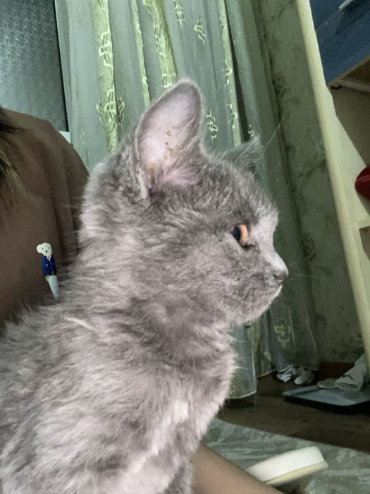 Котёнок 2 месяцев