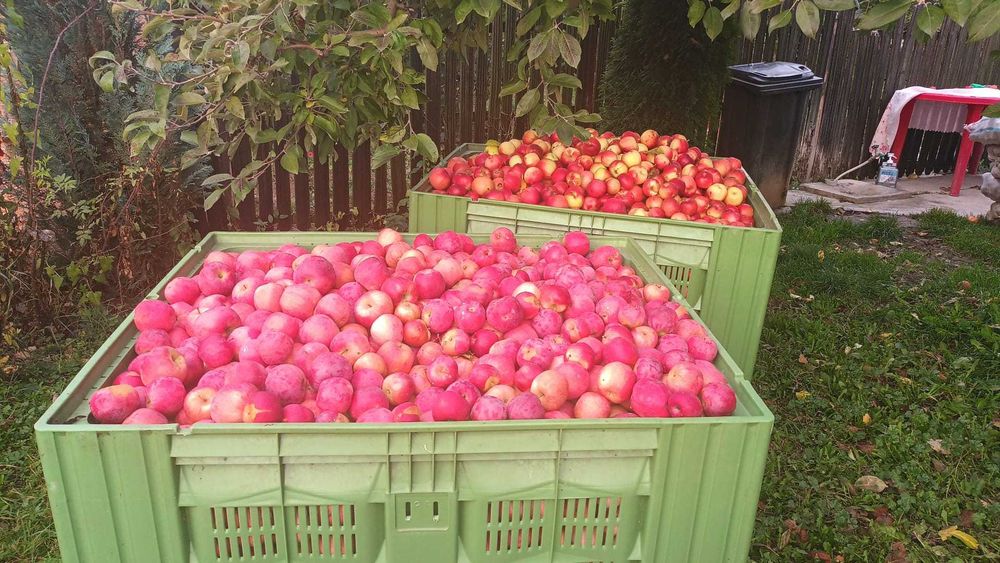 Mere de  vanzare,  RAU ALB -IONATHAN, FLORINA